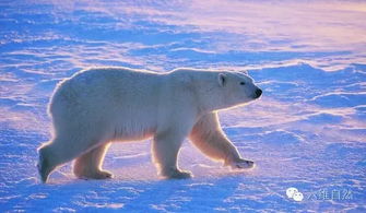 北极熊观察旅行经历，永恒的北极：与熊共舞的观察之旅