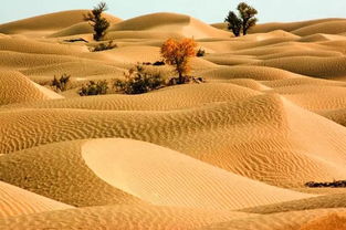 沙漠风光旅行体验，沙漠风光之旅：美与奇迹的交响