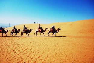 内蒙古沙漠骑驼体验：穿越沙海的浪漫之旅