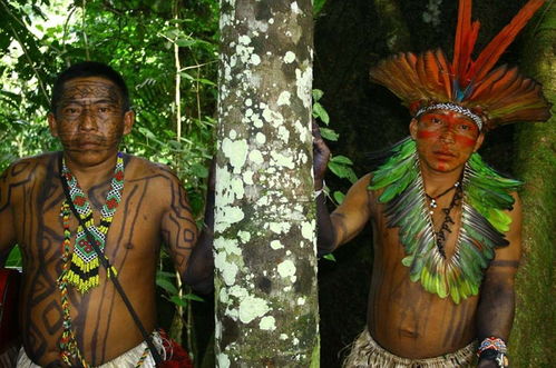 探秘失落文明：巴西热带雨林中的神秘部落