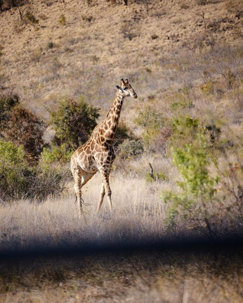 非洲野生动物保护区游览时的保护措施