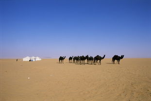 阿拉伯沙漠位于哪里