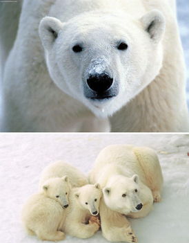 北极野生动物观赏特征