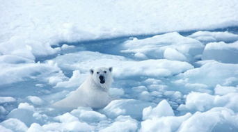 北极冰川有北极熊吗
